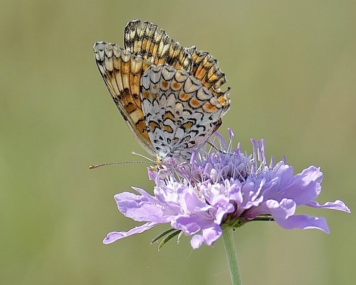 knapweed fritillary